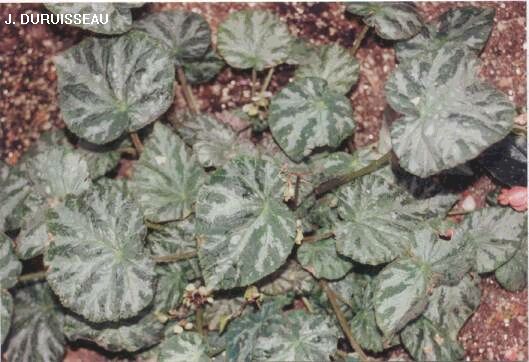 B. ‘Pearlii’